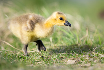 Obraz premium Canada goose goslings