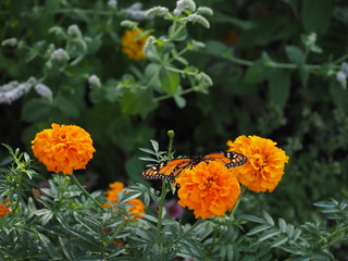 monarch butterfly in coastal Maine