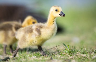 Canada goose goslings