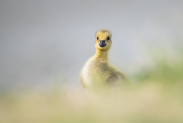 Canada goose goslings