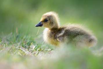 Canada goose goslings