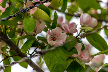 Quince flowers on tree with green leaves