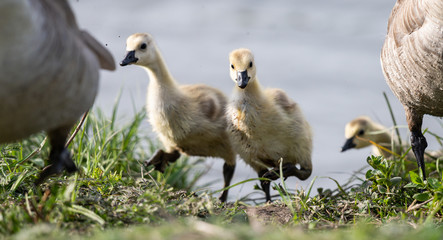 Canada goose goslings