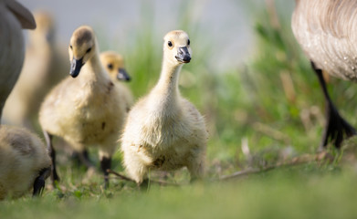 Canada goose goslings