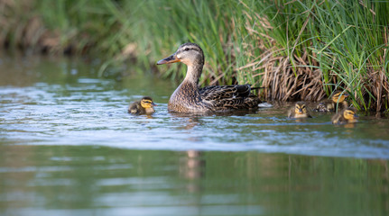 Mallard duck family