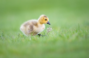 Goslings in the spring