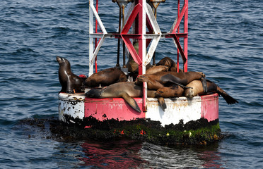 California Sea Lions sunning on the Channel Marker just off the Newport Jetty and Entrance Channel...