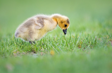 Goslings in the spring