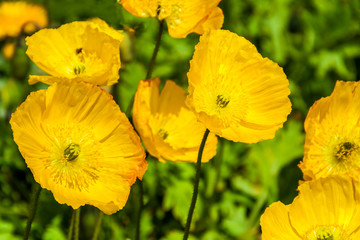 Obraz premium Yellow Poppy (Stylophorum diphyllum), San Francisco,California,USA