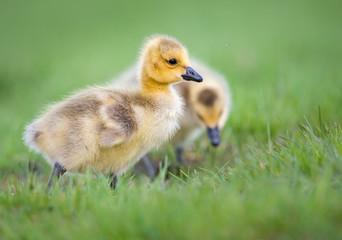 Goslings in the spring