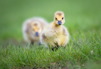 Goslings in the spring