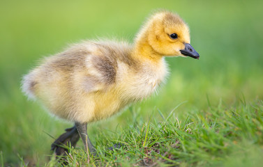 Obraz premium Goslings in the spring