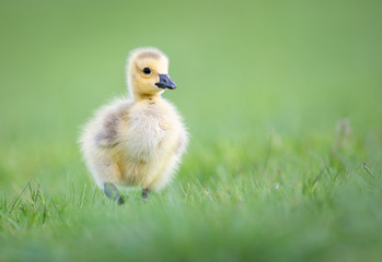 Goslings in the spring