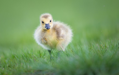 Goslings in the spring