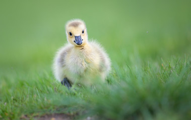 Goslings in the spring