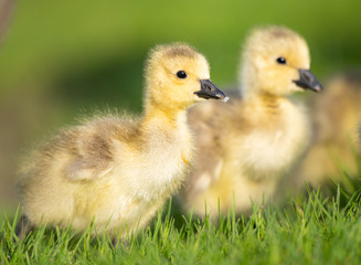 Goslings in the spring