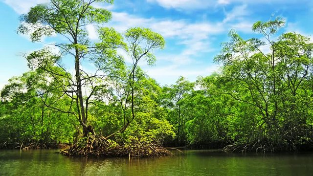 Bosque de manglar junto al mar, video 4k timelapse