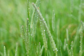 Fototapeta na wymiar 水滴をつけた雨上がりの草たち