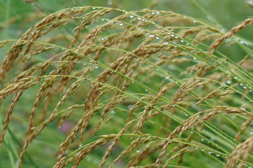 水滴をつけた雨上がりの草たち