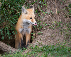 Red fox kit