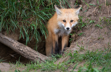 Red fox kit