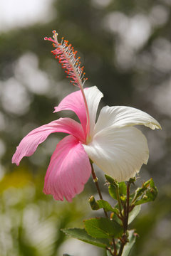 cayena bicolor