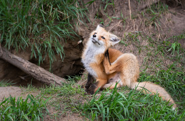 Red fox kit