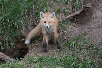 Red fox kit