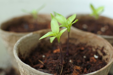 Sprouts of Japanese green pepper are growing from the soil in a paper pot.