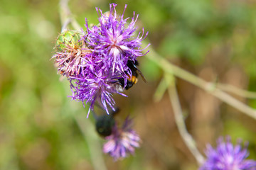 Burdock flower in bloom . Wildflower in the summer 