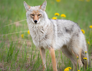 Coyote in the wild - 373800700