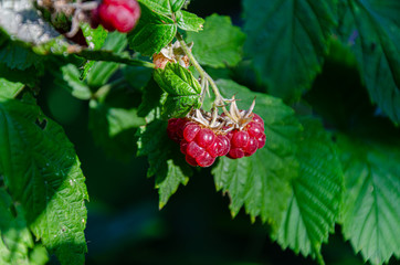 Ripening fruits of red raspberries in the garden on a summer day.