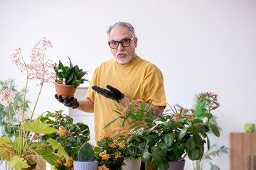 Old male gardener with plants indoors