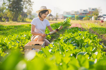 Organic gardeners young man and women pick vegetables in wooden crates to deliver to customers in the morning. Basket with vegetables in the hands of a farmer background of nature Concept.