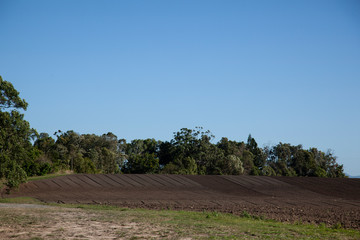 Fototapeta na wymiar A freshly plowed field ready to plant sugar cane.