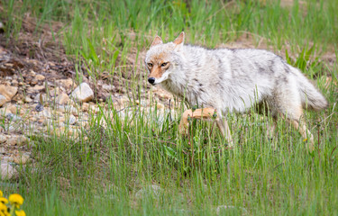 Coyote in the wild