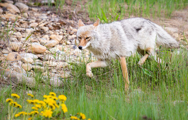 Obraz premium Coyote in the wild