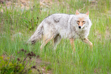 Coyote in the wild