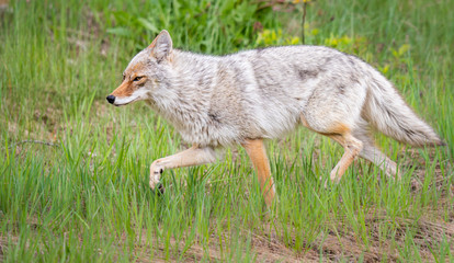 Coyote in the wild