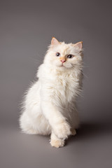 Fototapeta na wymiar white Siberian cat