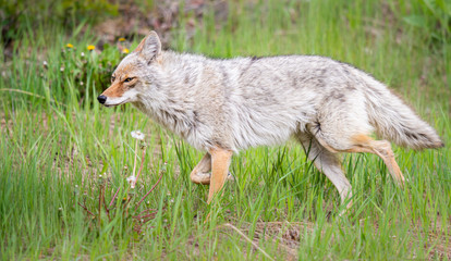 Coyote in the wild