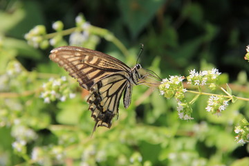 吸蜜中のアゲハチョウ