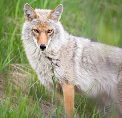 Coyote in the wild