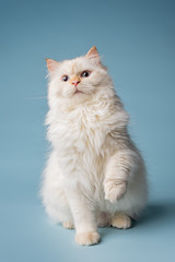Fototapeta na wymiar white Siberian cat