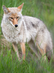 Coyote in the wild