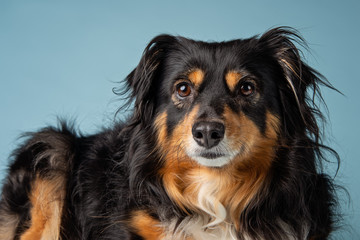 Australian Shepard dog