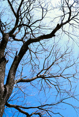 tree branches against blue sky