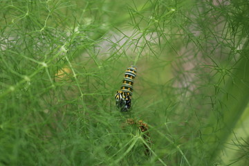Caterpillar Life