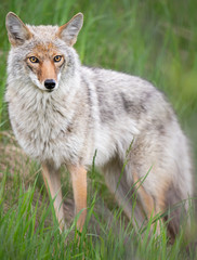 Fototapeta premium Coyote in the spring