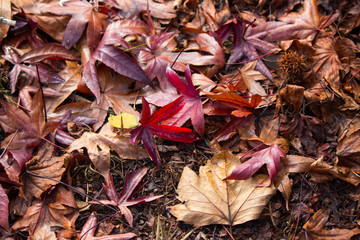 Parthenocissus quinquefolia, Virginia creeper, Victoria creeper, five-leaved ivy, or five-finger, is a species of flowering plant in grape family, Vitaceae leaves turning to deep purple red in autumn.